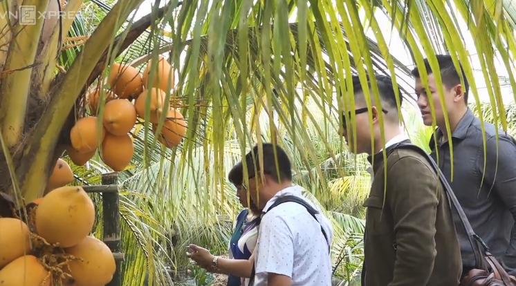 Kỹ sư TP HCM dành 2.000 m2 đất làm vườn dừa đón khách miễn phí