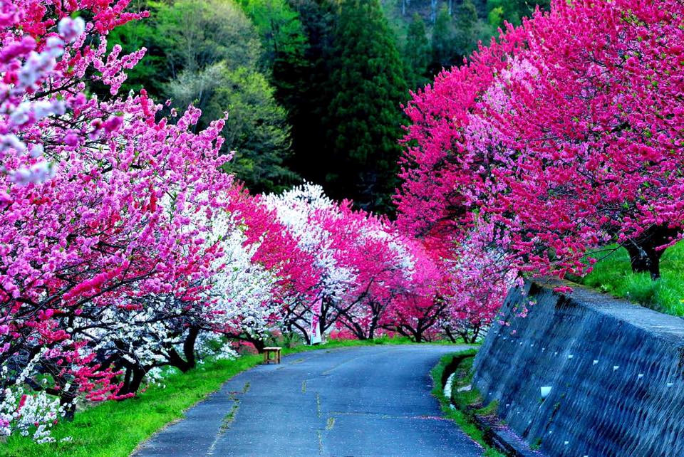 Hoa đào Nhật Bản với những cánh hoa tuyệt đẹp sẽ đưa bạn đến một thế giới mộng mơ. Bức tranh miêu tả hoa đào Nhật Bản này chắc chắn sẽ khiến bạn say đắm ngay từ cái nhìn đầu tiên.