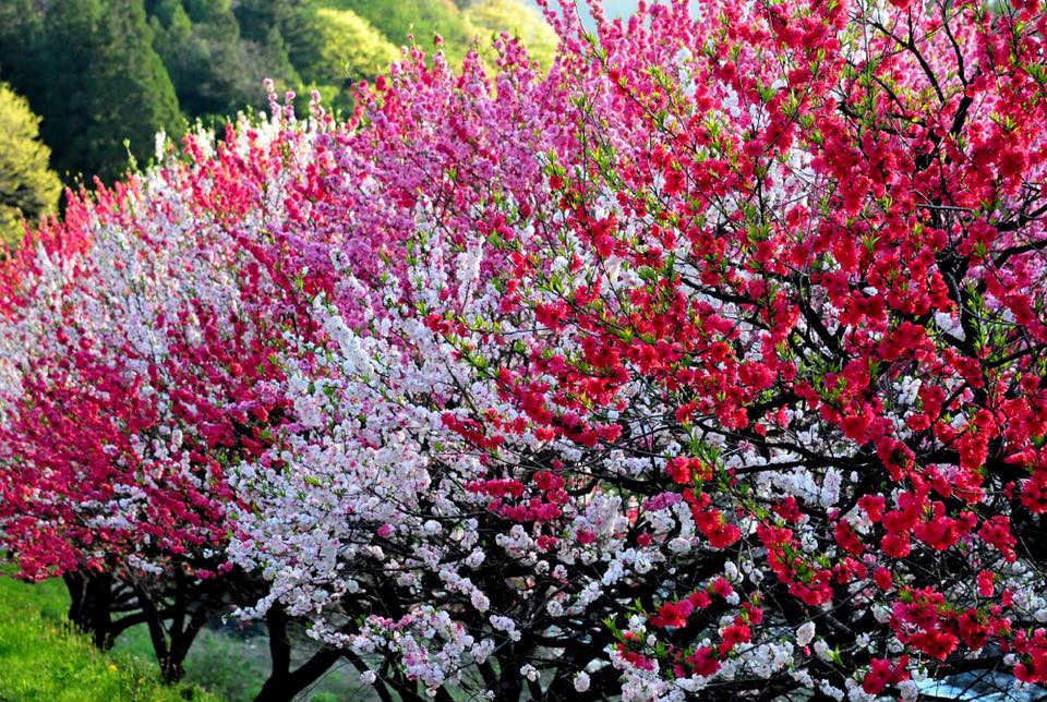 Có một mùa hoa đào đẹp như tranh vẽ ở Nhật Bản