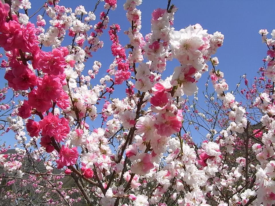 Có Một Mùa Hoa Đào Đẹp Như Tranh Vẽ Ở Nhật Bản