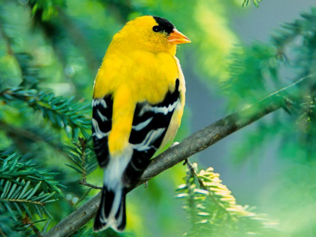 Vẻ đẹp các loài chim ở Nam Tây Nguyên - VnExpress