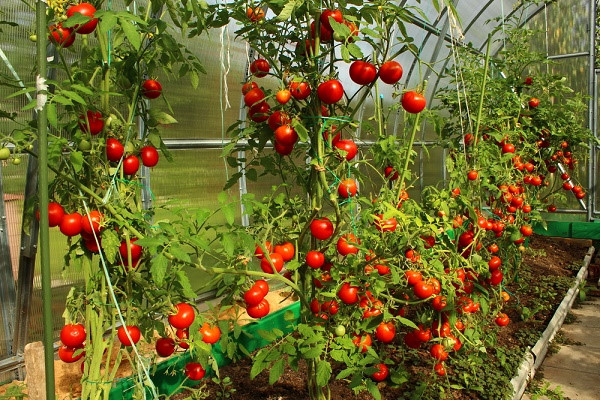 Yếu tố tác động đến chất lượng cà chua khi trồng