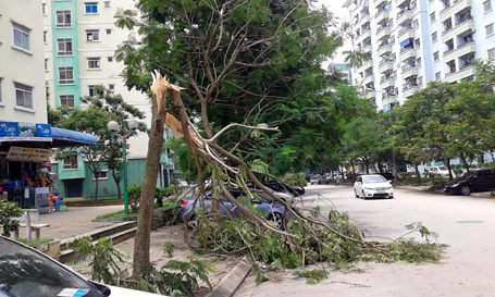 Gió quật ngã hàng loạt cây xanh trong bán đảo Linh Đàm
