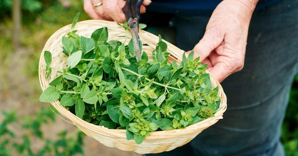Việt Nam có loại rau dại vị vừa cay vừa đắng có cái tên 