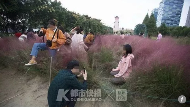 Du khách Trung Quốc selfie phá hỏng bãi cỏ hồng quý hiếm - Ảnh 1.