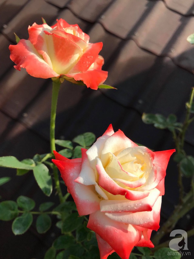 Sau 3 năm trồng hoa hồng, người phụ nữ Hà Nội đã sở hữu một vườn hồng thơm ngào ngạt trên sân thượng - Ảnh 10.