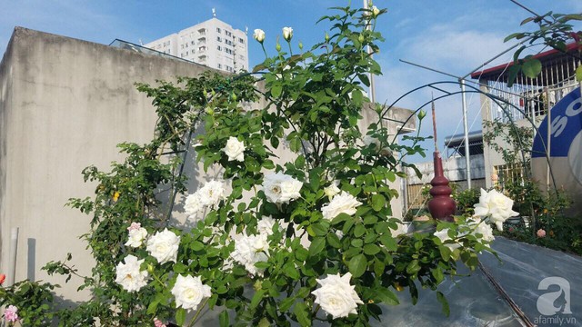 Sau 3 năm trồng hoa hồng, người phụ nữ Hà Nội đã sở hữu một vườn hồng thơm ngào ngạt trên sân thượng - Ảnh 11.
