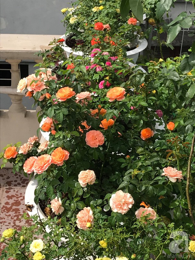 Sau 3 năm trồng hoa hồng, người phụ nữ Hà Nội đã sở hữu một vườn hồng thơm ngào ngạt trên sân thượng - Ảnh 12.