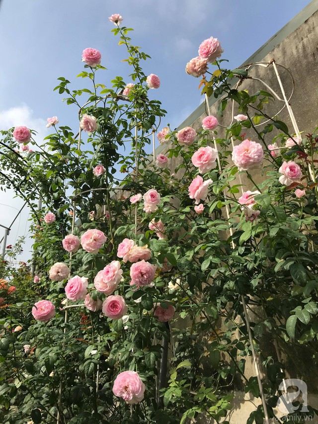 Sau 3 năm trồng hoa hồng, người phụ nữ Hà Nội đã sở hữu một vườn hồng thơm ngào ngạt trên sân thượng - Ảnh 13.