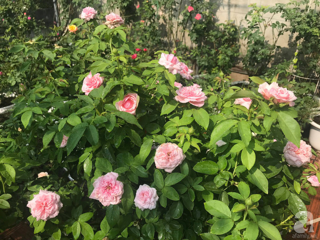 Sau 3 năm trồng hoa hồng, người phụ nữ Hà Nội đã sở hữu một vườn hồng thơm ngào ngạt trên sân thượng - Ảnh 14.