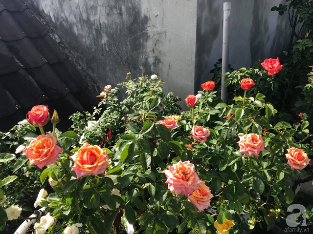 Sau 3 năm trồng hoa hồng, người phụ nữ Hà Nội đã sở hữu một vườn hồng thơm ngào ngạt trên sân thượng - Ảnh 15.