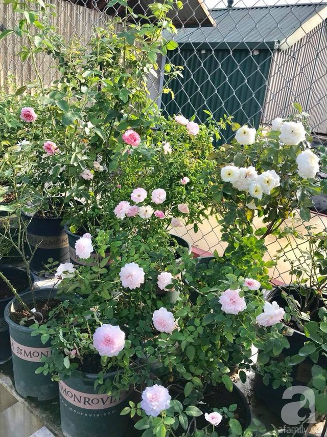 Sau 3 năm trồng hoa hồng, người phụ nữ Hà Nội đã sở hữu một vườn hồng thơm ngào ngạt trên sân thượng - Ảnh 16.