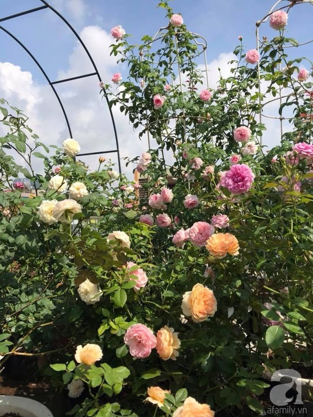 Sau 3 năm trồng hoa hồng, người phụ nữ Hà Nội đã sở hữu một vườn hồng thơm ngào ngạt trên sân thượng - Ảnh 17.