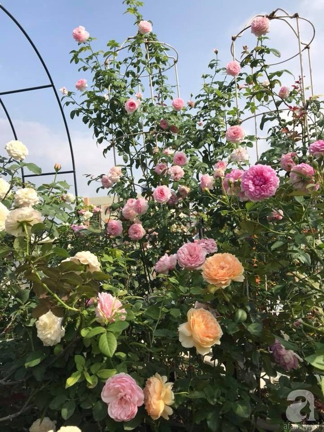 Sau 3 năm trồng hoa hồng, người phụ nữ Hà Nội đã sở hữu một vườn hồng thơm ngào ngạt trên sân thượng - Ảnh 18.