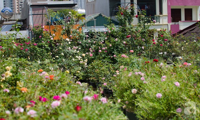 Sau 3 năm trồng hoa hồng, người phụ nữ Hà Nội đã sở hữu một vườn hồng thơm ngào ngạt trên sân thượng - Ảnh 2.