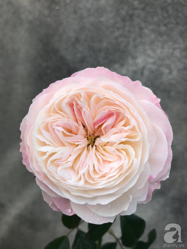 Sau 3 năm trồng hoa hồng, người phụ nữ Hà Nội đã sở hữu một vườn hồng thơm ngào ngạt trên sân thượng - Ảnh 20.