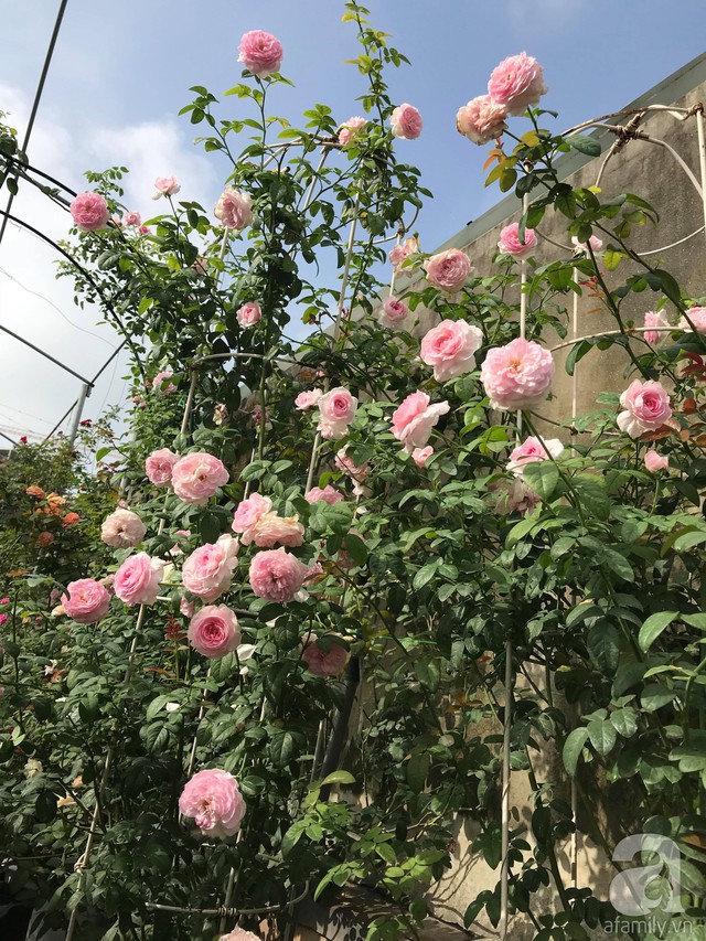 Sau 3 năm trồng hoa hồng, người phụ nữ Hà Nội đã sở hữu một vườn hồng thơm ngào ngạt trên sân thượng - Ảnh 21.