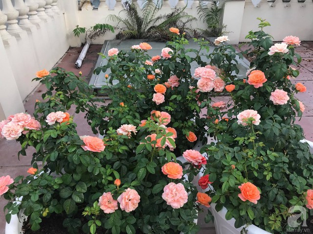 Sau 3 năm trồng hoa hồng, người phụ nữ Hà Nội đã sở hữu một vườn hồng thơm ngào ngạt trên sân thượng - Ảnh 22.