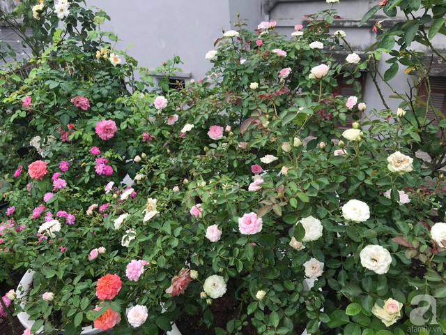 Sau 3 năm trồng hoa hồng, người phụ nữ Hà Nội đã sở hữu một vườn hồng thơm ngào ngạt trên sân thượng - Ảnh 23.
