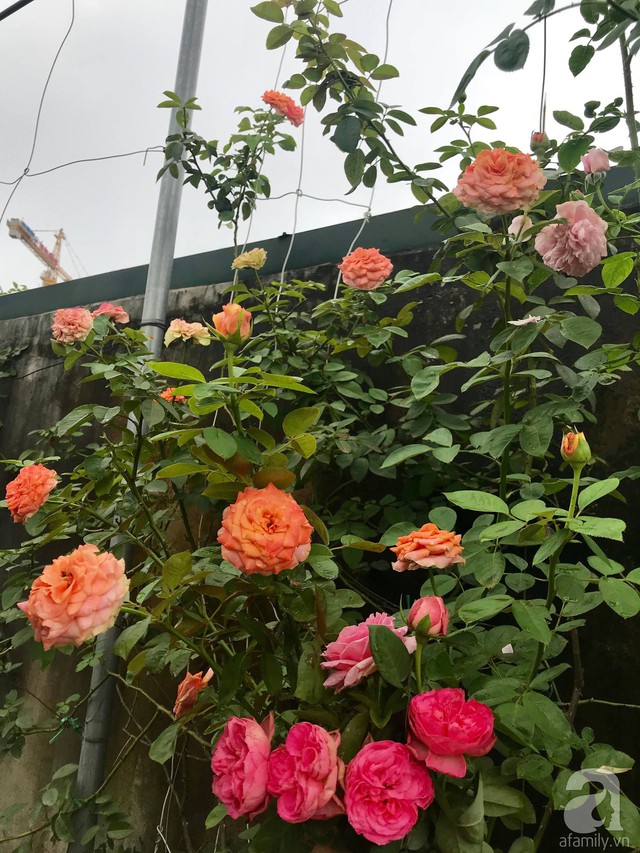 Sau 3 năm trồng hoa hồng, người phụ nữ Hà Nội đã sở hữu một vườn hồng thơm ngào ngạt trên sân thượng - Ảnh 24.
