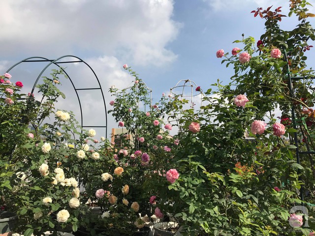 Sau 3 năm trồng hoa hồng, người phụ nữ Hà Nội đã sở hữu một vườn hồng thơm ngào ngạt trên sân thượng - Ảnh 25.