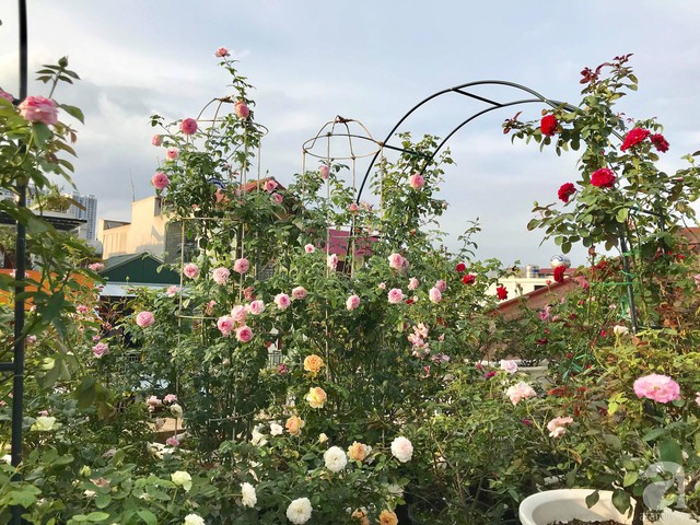 Sau 3 năm trồng hoa hồng, người phụ nữ Hà Nội đã sở hữu một vườn hồng thơm ngào ngạt trên sân thượng - Ảnh 3.