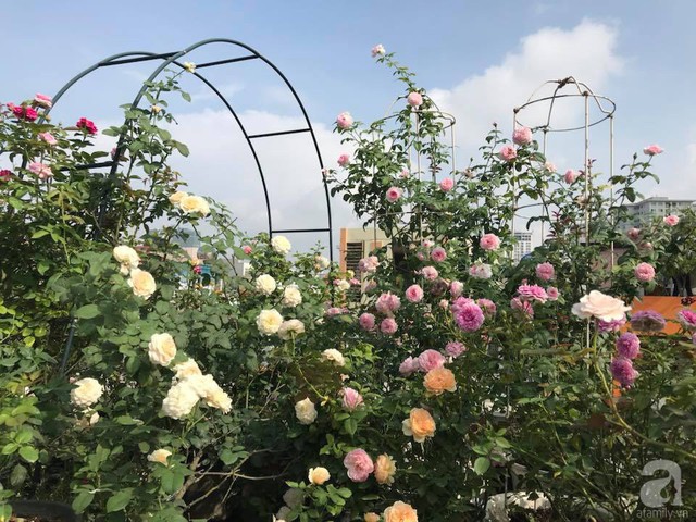 Sau 3 năm trồng hoa hồng, người phụ nữ Hà Nội đã sở hữu một vườn hồng thơm ngào ngạt trên sân thượng - Ảnh 5.