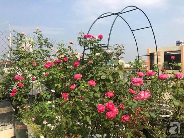 Sau 3 năm trồng hoa hồng, người phụ nữ Hà Nội đã sở hữu một vườn hồng thơm ngào ngạt trên sân thượng - Ảnh 6.