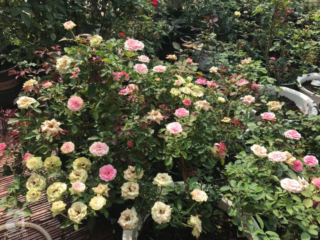 Sau 3 năm trồng hoa hồng, người phụ nữ Hà Nội đã sở hữu một vườn hồng thơm ngào ngạt trên sân thượng - Ảnh 7.