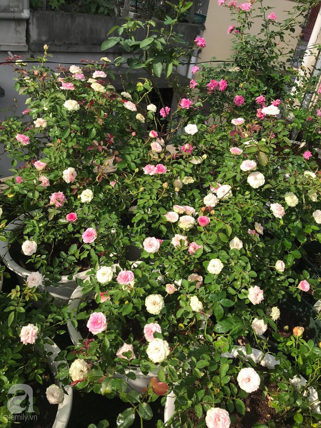 Sau 3 năm trồng hoa hồng, người phụ nữ Hà Nội đã sở hữu một vườn hồng thơm ngào ngạt trên sân thượng - Ảnh 8.