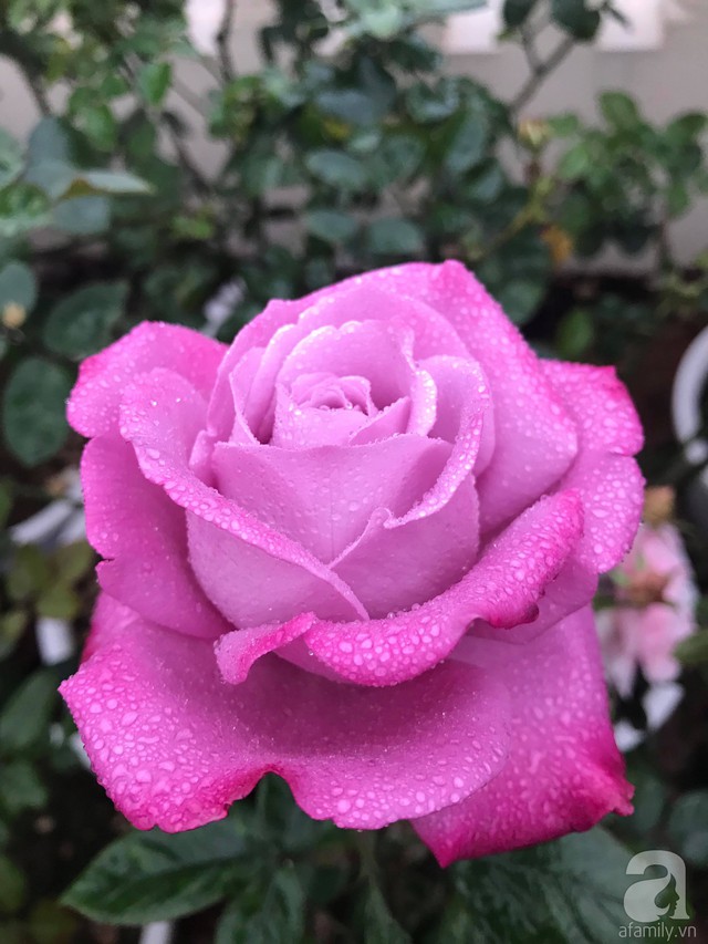 Sau 3 năm trồng hoa hồng, người phụ nữ Hà Nội đã sở hữu một vườn hồng thơm ngào ngạt trên sân thượng - Ảnh 9.