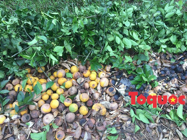 Người trồng cam Vinh điêu đứng vì cam rụng hàng loạt - Ảnh 3.