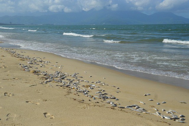 Cá chết dạt vào biển Đà Nẵng không liên quan tới ô nhiễm - Ảnh 3.