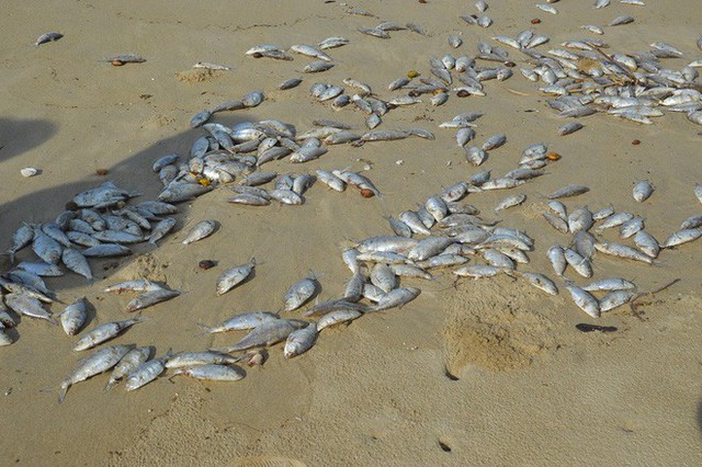 Cá chết dạt vào biển Đà Nẵng không liên quan tới ô nhiễm - Ảnh 1.