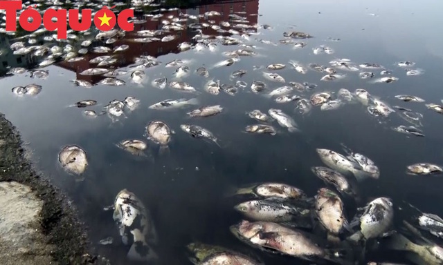 Nghệ An: Ô nhiễm hồ điều hòa tiền tỷ, cá chết trắng bốc mùi hôi thối - Ảnh 3.