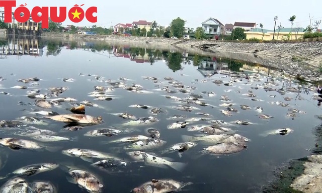 Nghệ An: Ô nhiễm hồ điều hòa tiền tỷ, cá chết trắng bốc mùi hôi thối - Ảnh 4.