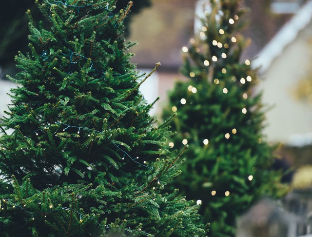 Nhộn nhịp thị trường cây thông thật mùa Giáng sinh: Từ vài triệu đến cả trăm triệu một cây - Ảnh 6.