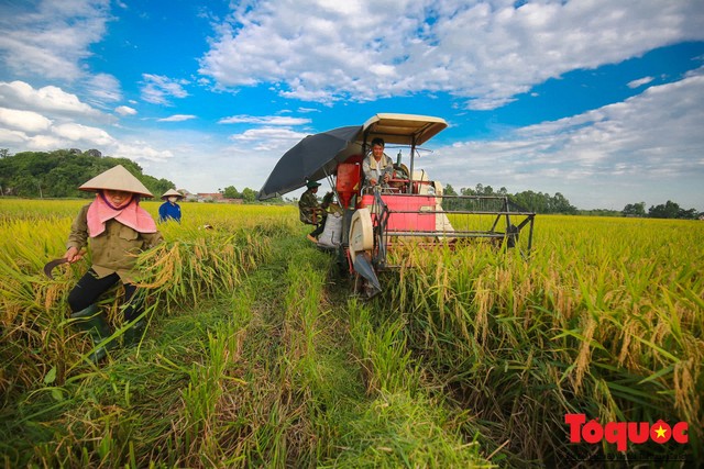 Hôm nay, Việt Nam chính thức có thương hiệu gạo quốc gia - Ảnh 1.