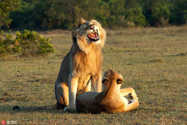 The male lion smiled and couldn't pick up his teeth when he found a mate - Photo 1.