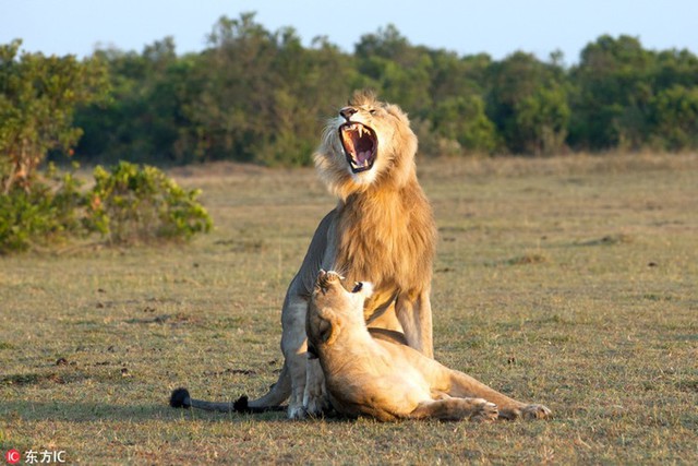 The male lion smiled and couldn't pick up his teeth when he found a mate - Photo 3.