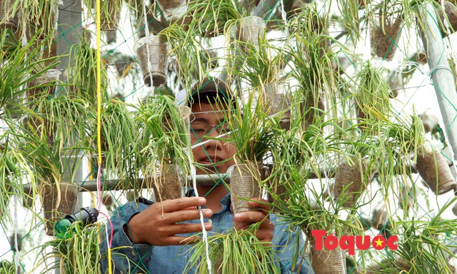 Nghệ An: Độc đáo cây thông Giáng sinh làm từ 8.000 giỏ hành tăm - Ảnh 3.