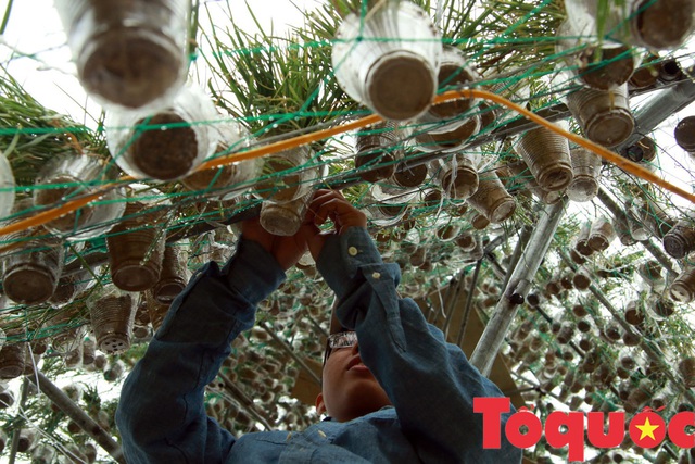 Nghệ An: Độc đáo cây thông Giáng sinh làm từ 8.000 giỏ hành tăm - Ảnh 7.
