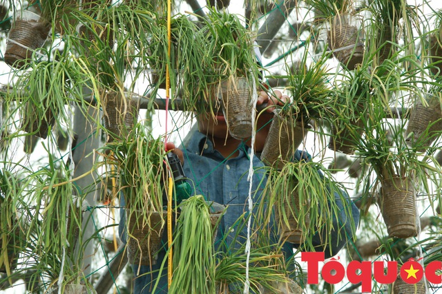 Nghệ An: Độc đáo cây thông Giáng sinh làm từ 8.000 giỏ hành tăm - Ảnh 11.