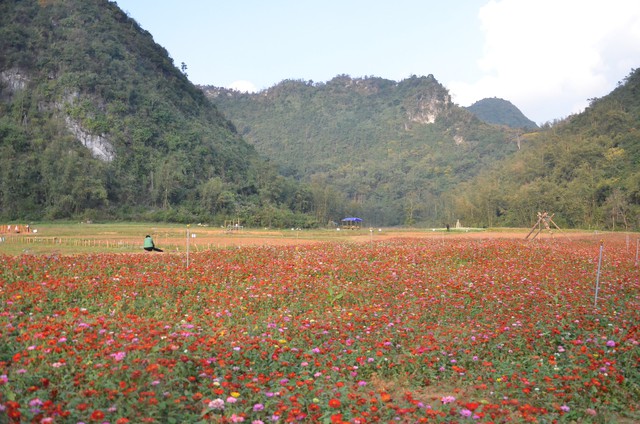 Thỏa sức check in tại thung lũng hoa lớn nhất Việt Nam - Ảnh 6.