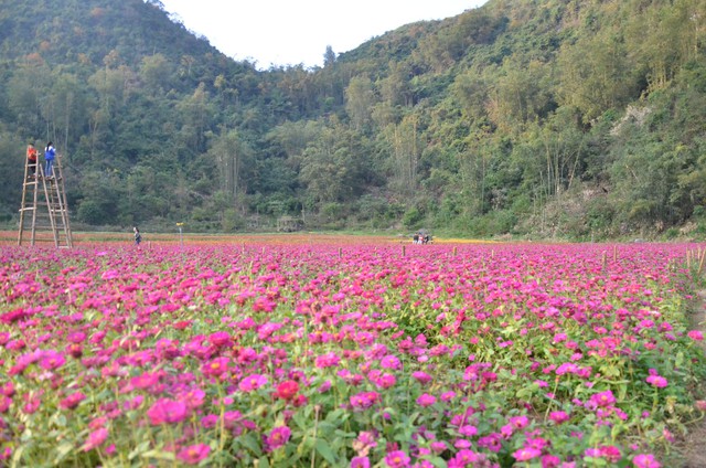 Thỏa sức check in tại thung lũng hoa lớn nhất Việt Nam - Ảnh 2.