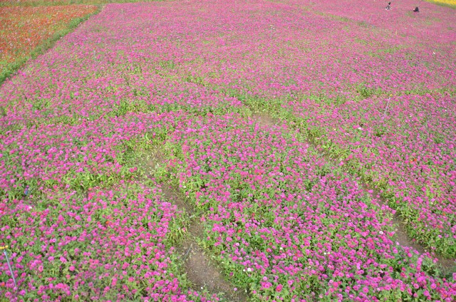 Thỏa sức check in tại thung lũng hoa lớn nhất Việt Nam - Ảnh 8.