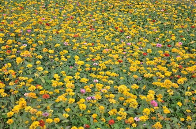 Thỏa sức check in tại thung lũng hoa lớn nhất Việt Nam - Ảnh 9.