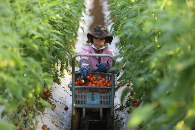 Có công nghiệp robot đứng đầu thế giới, nền nông nghiệp Nhật Bản vẫn trông chờ vào những bàn tay đến từ Việt Nam - Ảnh 1.