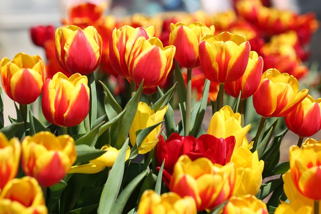 Lễ hội hoa tulip lớn nhất Việt Nam tại Sun World Ba Na Hills - Ảnh 2.