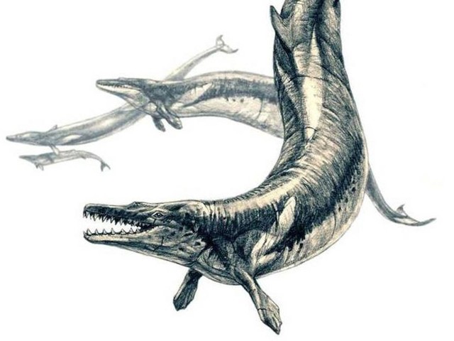 Tìm thấy hóa thạch cá voi khổng lồ thời cổ đại - Ảnh 1.